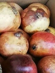 Granadas
