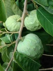 Chirimoyas (Chérimoles)