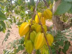 Caramboles