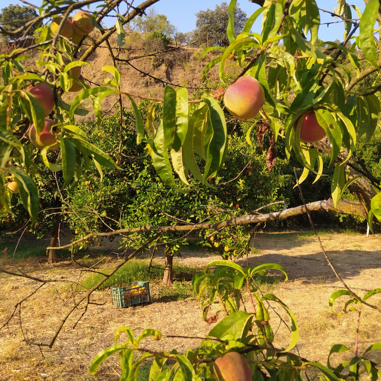 Antonio Gomez Linares