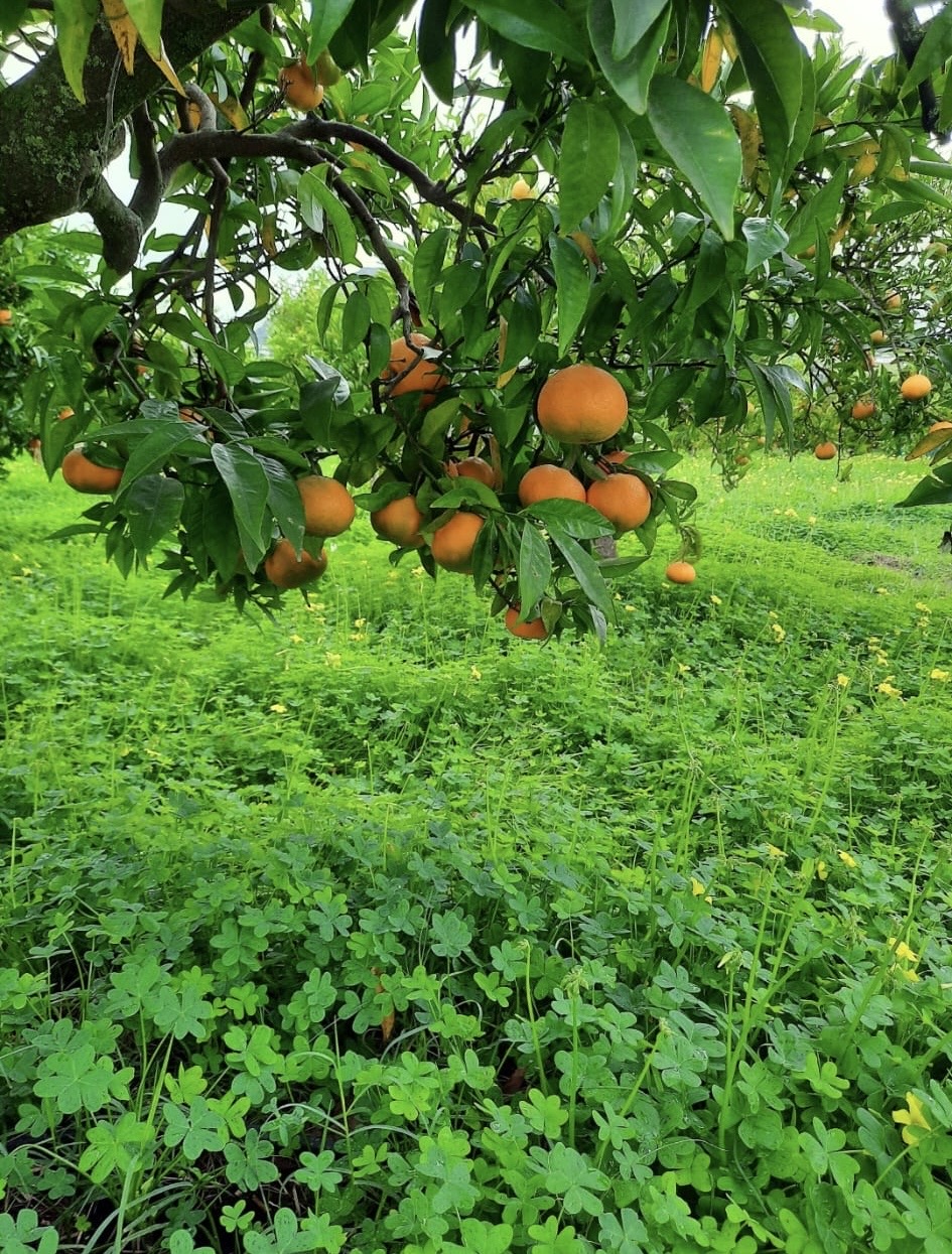 Maria Jesús Reinas Aguilar