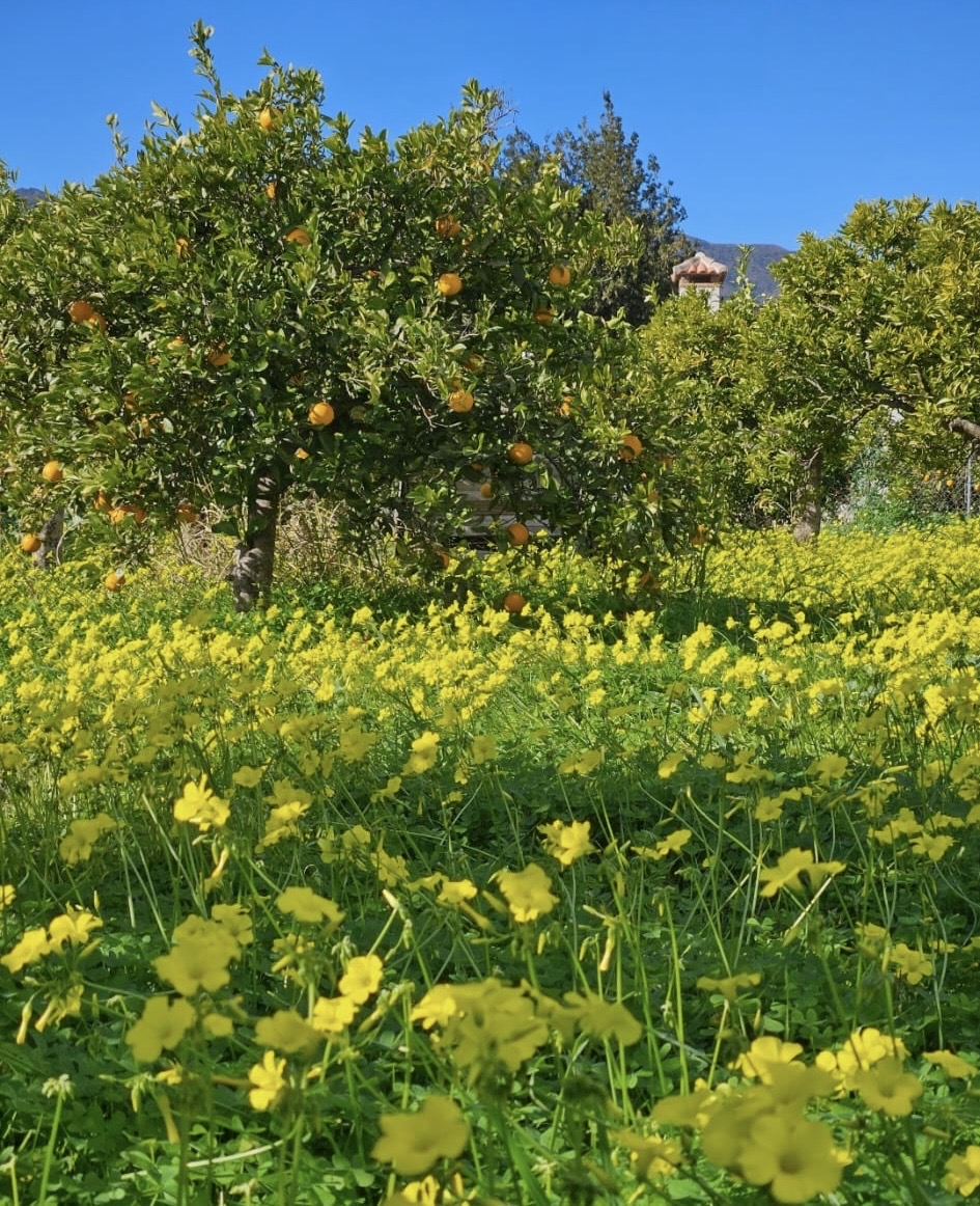 Maria Jesús Reinas Aguilar