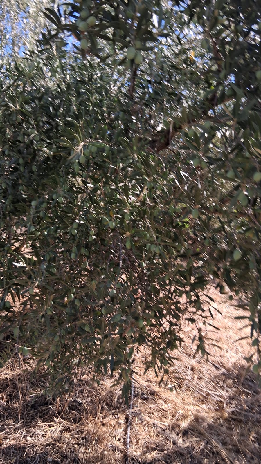 José Manuel Villonlada Reci