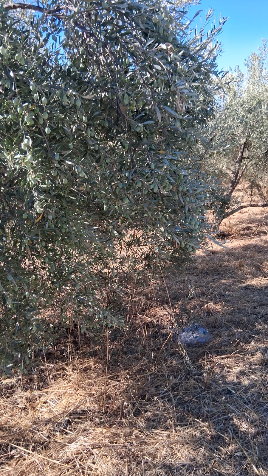 José Manuel Villonlada Reci